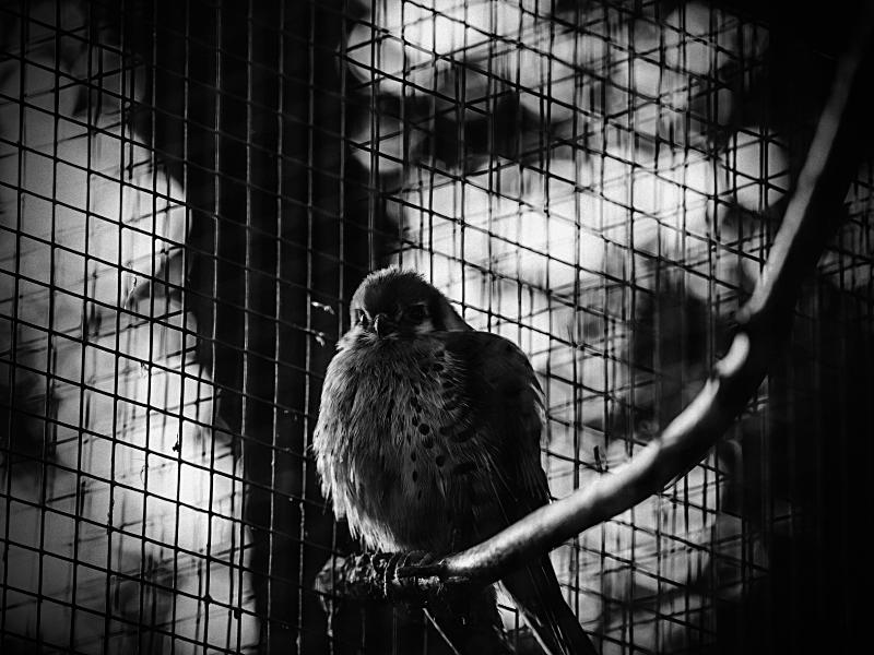 Pájaro encima de un palo metido en una jaula. Fotografía en blanco y negro.
