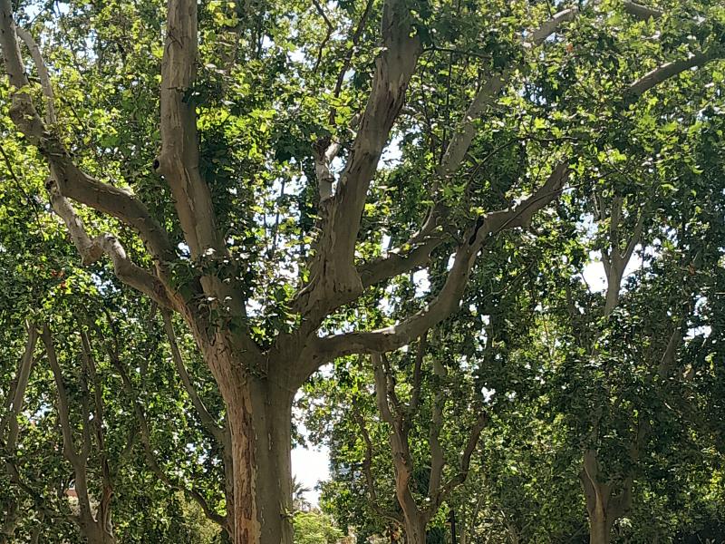 Árbol frondoso de hojas verdes en primer plano. Tras el se ven árboles similares.