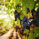 Racimo de uvas tintas en primer plano dentro de una fotografía de cepas de vida en el campo