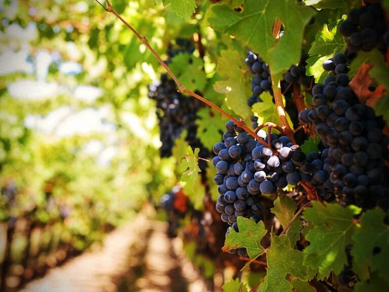 Racimo de uvas tintas en primer plano dentro de una fotografía de cepas de vida en el campo