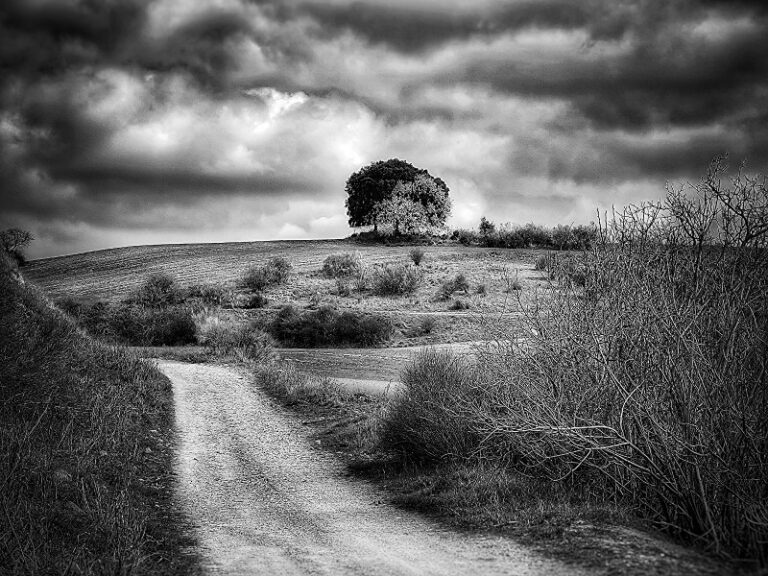 Imagen en blanco y negro de paisaje en el que se ve un camino de tierra, hierbas alrededor y al fondo dos árboles. En el cielo se ven muchas nubes de tormenta.