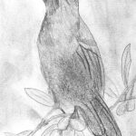 Pájaro sobre rama dibujado en lápiz en blanco y negro.