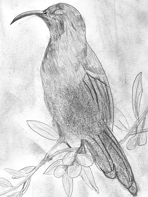 Pájaro sobre rama dibujado en lápiz en blanco y negro.