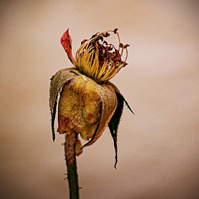 Rosa seca sin pétalos y los estambres a la vista