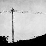 Imagen de torre de luz y cables. Los cables están llenos de pájaros. La foto es en blanco y negro.