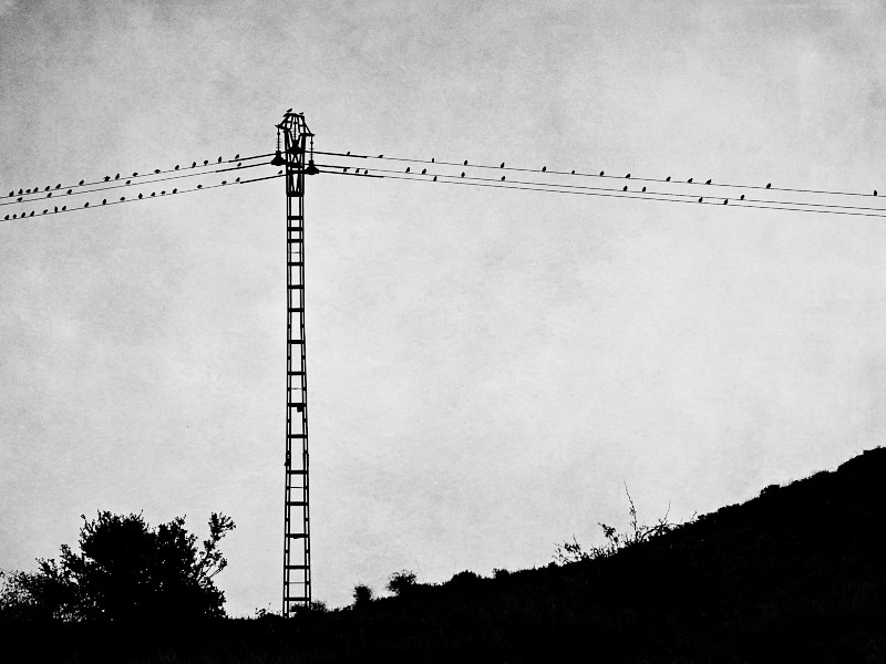 Imagen de torre de luz y cables. Los cables están llenos de pájaros. La foto es en blanco y negro.