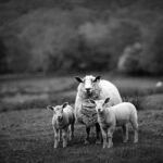 Imagen en blanco y negro dos borregos con su mamá oveja en el campo