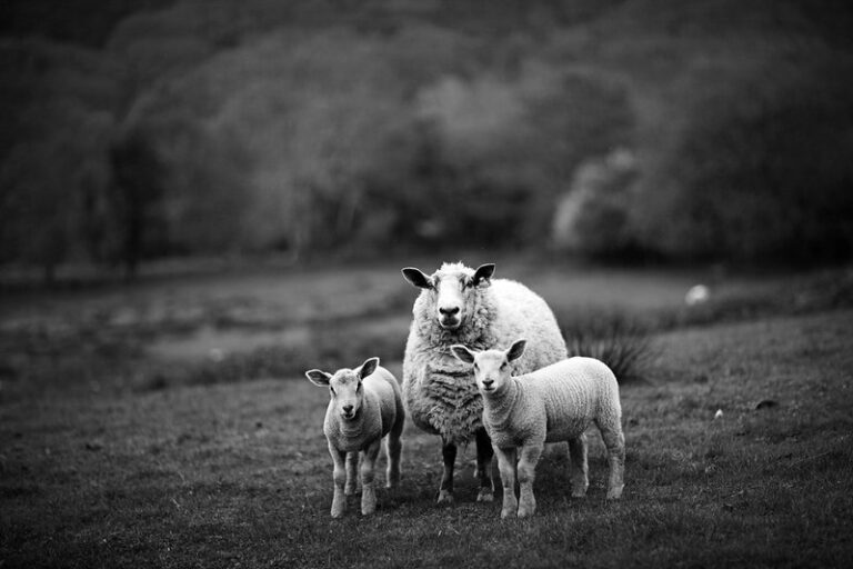 Imagen en blanco y negro dos borregos con su mamá oveja en el campo