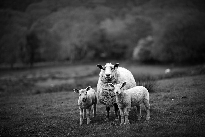 Imagen en blanco y negro dos borregos con su mamá oveja en el campo