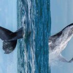 Cola de ballena y cabeza de ballena que parecen salir del mismo plano de mar porque es una foto trucada.