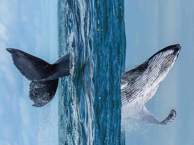 Cola de ballena y cabeza de ballena que parecen salir del mismo plano de mar porque es una foto trucada.
